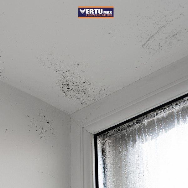 Tường bị thấm nước gây mốc đen ở góc trần nhà và đọng sương trên kính cửa sổ